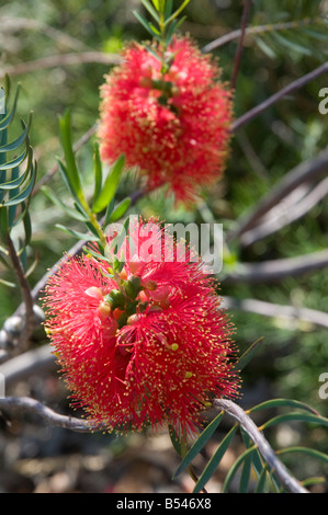 West Australian wildflower the Scarlet Honey Myrtle Melaleuca fulgens Stock Photo