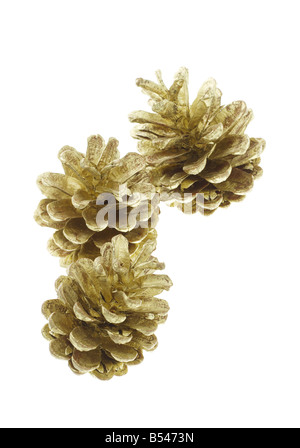 Group of pine cones on a white background Stock Photo - Alamy