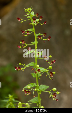 Nettle leaved Figwort Scrophularia peregrina in flower Greece Stock Photo