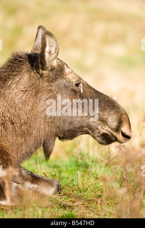 Female European Elk - Alces alces in the Scottish Highland Wildlife Park managed by the Edinburgh Zoological Society Stock Photo