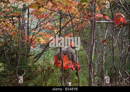 Hunting woodcock and grouse or partridge in fall cover in New Brunswick Canada Stock Photo