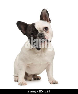 french Bulldog 18 months in fronta of a white background Stock Photo