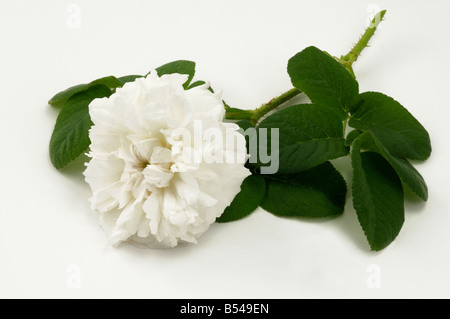 Damask Rose (Rosa x damascena), variety: Leda, flower, studio picture Stock Photo