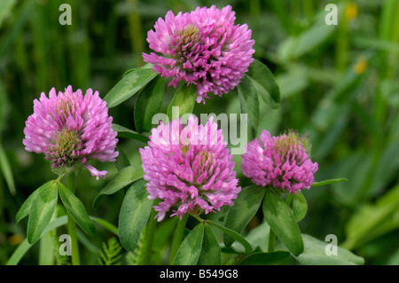 Red Clover (Trifolium pratense), flowering Stock Photo