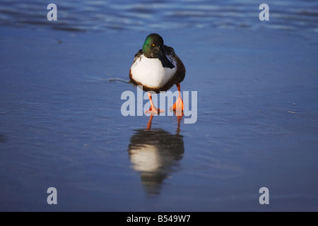 Northern Shoveler, Anas clypeata Stock Photo - Alamy