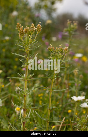 Branched Plantain Plantago afra in flower in olive grove Mani Greece Stock Photo