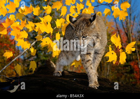 Bobcat walking along a fallen tree trunk with yellow and red maple leaves in Autumn and blue sky Stock Photo