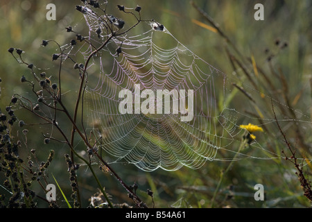 Garden Spider Araneus diadamatus Norfolk September Stock Photo