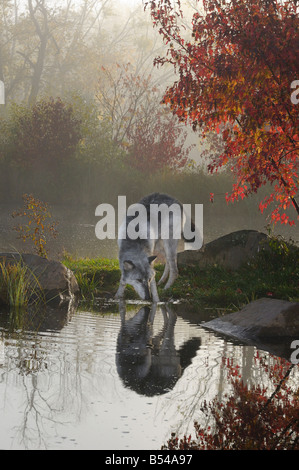 Gray Wolf drinking water at a river surrounded by Fall colors at dawn Stock Photo