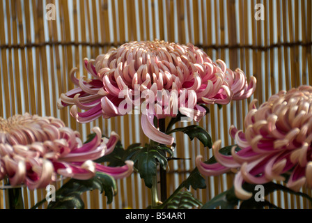 Japan National Chrysanthemum Display,  2008 Stock Photo