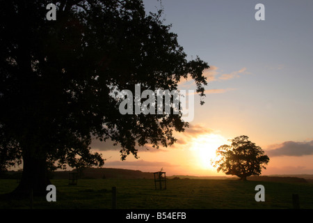 Sun setting behind trees in Devon England Stock Photo