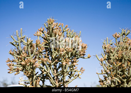 Cactus, Joshua Tree National Park in California, USA Stock Photo