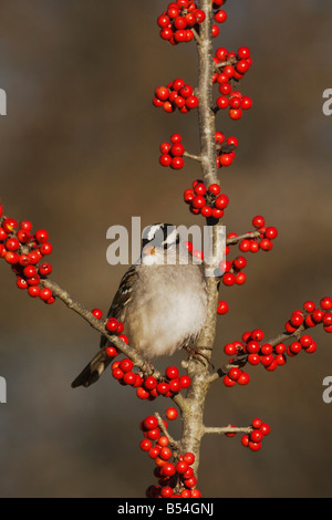 White-crowned Sparrow Zonotrichia leucophrys adult perched on Possum Haw Holly Ilex decidua berries Hill Country Texas USA Stock Photo