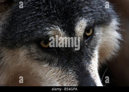 Timberwolf in Northern Michigan Stock Photo