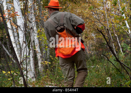 Hunting woodcock and grouse or partridge in fall cover in New Brunswick Canada Stock Photo