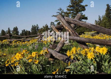 Arrowleaf Balsamroot Balsamorhiza sagittata Grand Teton National Park Wyoming USA Stock Photo