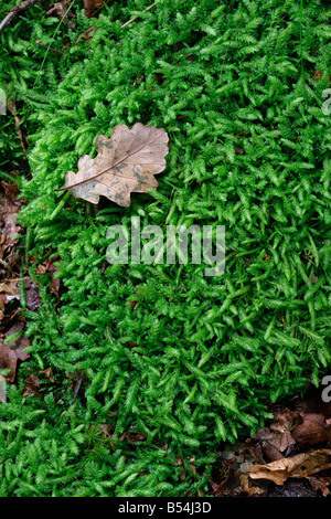 Moss probably Hypnum cupressiforme growing in ancient oak woodland Stock Photo
