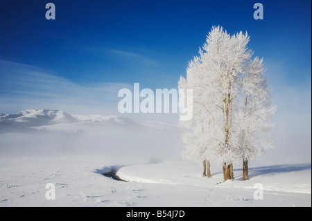 Cottonwood tree Populus sp frost covered Lamar Valley Yellowstone National Park Wyoming USA Stock Photo