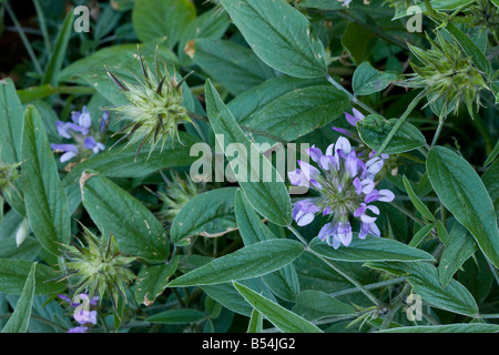 Pitch Trefoil or Tar Clover Bituminaria bituminosa Psoralea bituminosa in flower Greece Stock Photo