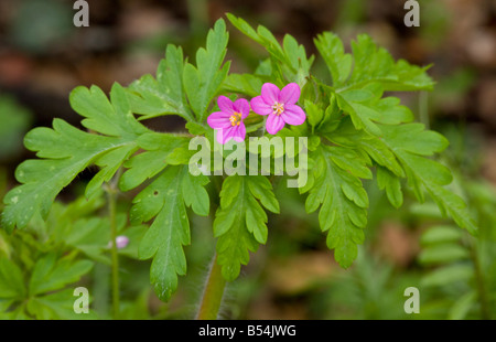 Little Robin Geranium purpureum in flower very rare in UK Mani Greece Stock Photo