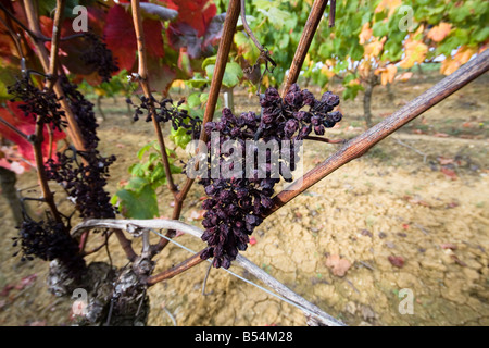 Vineyards France Stock Photo