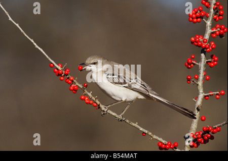 Northern Mockingbird Mimus polyglottos adult eating Possum Haw Holly Ilex decidua berries Bandera Hill Country Texas USA Stock Photo