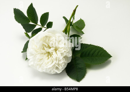 Old Garden Rose (Rosa x alba), variety: Maxima, flower, studio picture Stock Photo