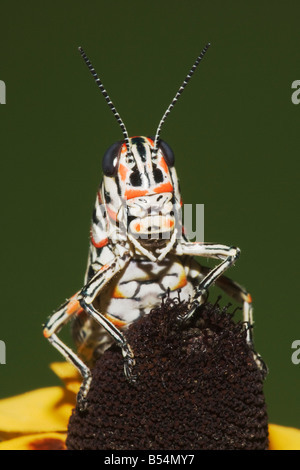 Painted Grasshopper Dactylotum bicolor adult on Clasping leaved Coneflower Sinton Corpus Christi Coastal Bend Texas USA Stock Photo