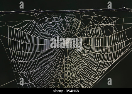 Dew covered Spiderweb on barbed wire fence Sinton Corpus Christi Coastal Bend Texas USA Stock Photo