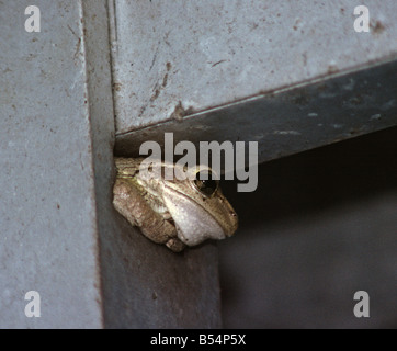 daytime rest in a car port for a frog in Bradenton Florida USA Stock Photo