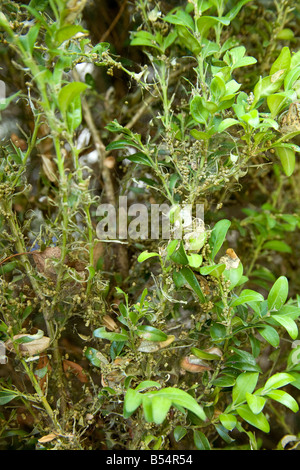Box Tree Pyralid Moth (Glyphodes perspectalis). Boxwood (Buxus sempervirens)  infected with caterpillars Stock Photo