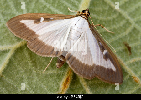 Box Tree Pyralid Moth (Glyphodes perspectalis), adult Stock Photo