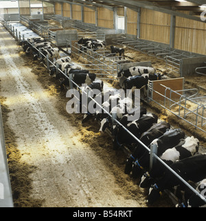 Holstein Friesian dairy cows eating silage in large modern livestock house Stock Photo