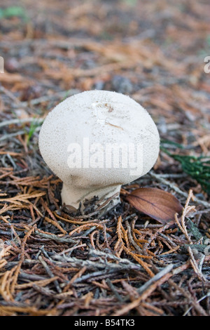 Puffball fungus in the division Basidiomycota Stock Photo