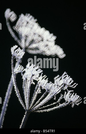 Heracleum mantegazzianum covered in frost Stock Photo