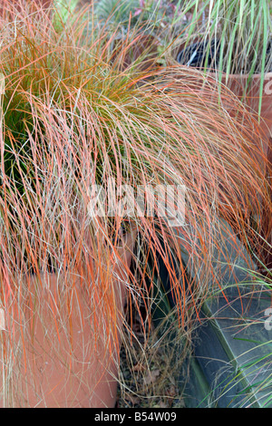 CAREX TESTACEA AT KNOLL GARDENS WIMBORNE DORSET Stock Photo