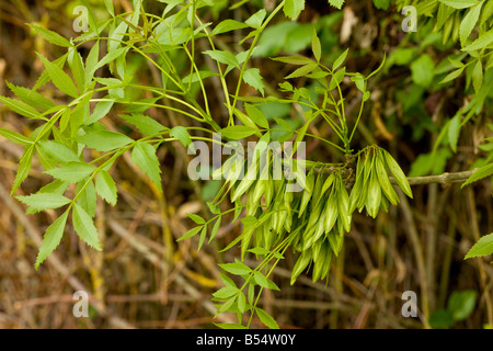 Seeds or fruit of an ash tree, Fraxinus excelsior, known as keys Stock ...