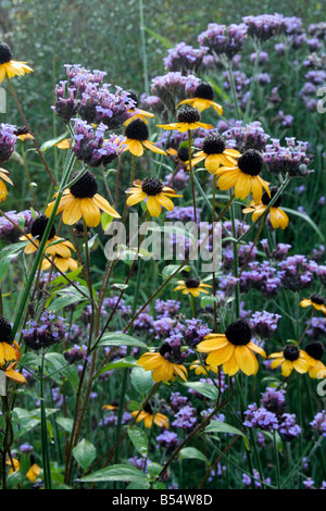 RUDBECKIA TRILOBA AND VERBENA BONARIENSIS IN LATE OCTOBER HOLBROOK GARDEN Stock Photo