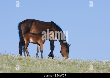 Mustang Horse Equus caballus mare and colt Pryor Mountain Wild Horse Range Montana USA Stock Photo