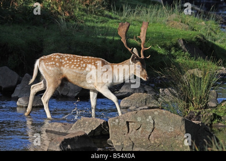 Male Fallow Deer Dama dama Crossing Stream Stock Photo