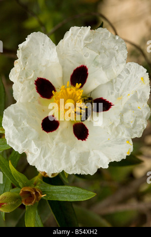 Gum cistus (Cistus ladanifer) in flower, close-up, Andalucia, Spain Stock Photo