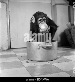 Animals: Apps and Monkeys: Freddie, a baby chimp, is making a real job of mixing the Christmas puddings-in and out of the mixing bowl is all part of the job to Freddie. The chimp arrived from West Africa and was reared in a home. He is 10 months old and is on view at Chester Zoo. December 1969 Z11862-002 Stock Photo