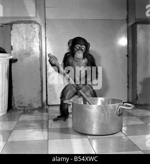 Animals: Apps and Monkeys: Freddie, a baby chimp, is making a real job of mixing the Christmas puddings-in and out of the mixing bowl is all part of the job to Freddie. The chimp arrived from West Africa and was reared in a home. He is 10 months old and is on view at Chester Zoo. December 1969 Z11862-003 Stock Photo
