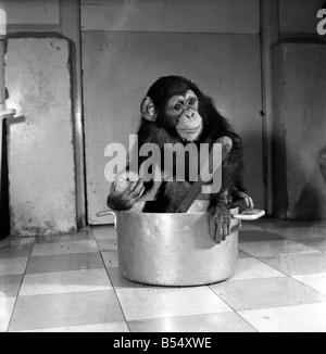 Animals: Apps and Monkeys: Freddie, a baby chimp, is making a real job of mixing the Christmas puddings-in and out of the mixing bowl is all part of the job to Freddie. The chimp arrived from West Africa and was reared in a home. He is 10 months old and is on view at Chester Zoo. December 1969 Z11862-004 Stock Photo