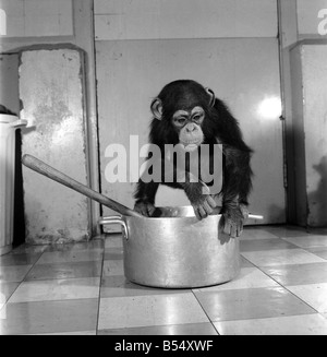 Animals: Apps and Monkeys: Freddie, a baby chimp, is making a real job of mixing the Christmas puddings-in and out of the mixing bowl is all part of the job to Freddie. The chimp arrived from West Africa and was reared in a home. He is 10 months old and is on view at Chester Zoo. December 1969 Z11862-005 Stock Photo