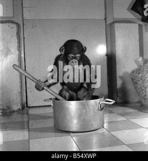 Animals: Apps and Monkeys: Freddie, a baby chimp, is making a real job of mixing the Christmas puddings-in and out of the mixing bowl is all part of the job to Freddie. The chimp arrived from West Africa and was reared in a home. He is 10 months old and is on view at Chester Zoo. December 1969 Z11862-007 Stock Photo
