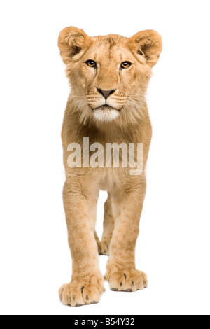 Lion Cub 9 months in front of a white background Stock Photo