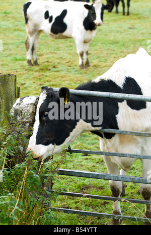cow-with-head-stuck-in-metal-farm-gate-b54ytt.jpg