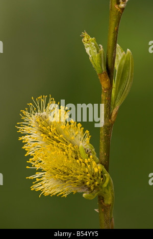 Crack Willow Salix fragilis catkins early spring Stock Photo