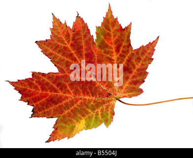 Maple leaf cut out Stock Photo